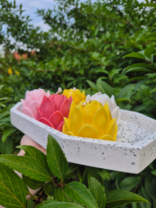 Lotusblüte