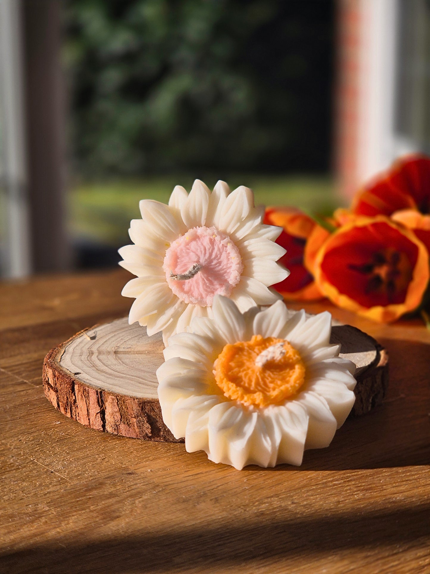 Gänseblümchen