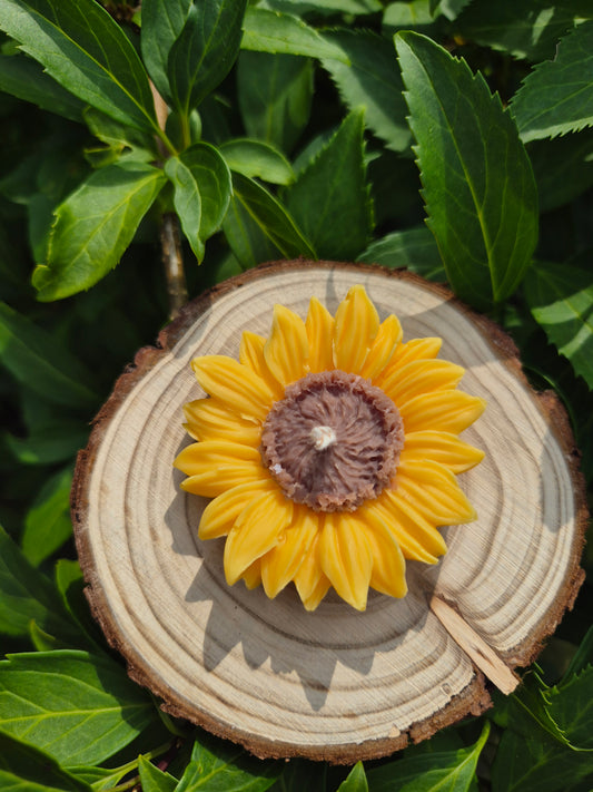 Kleine Sonnenblume