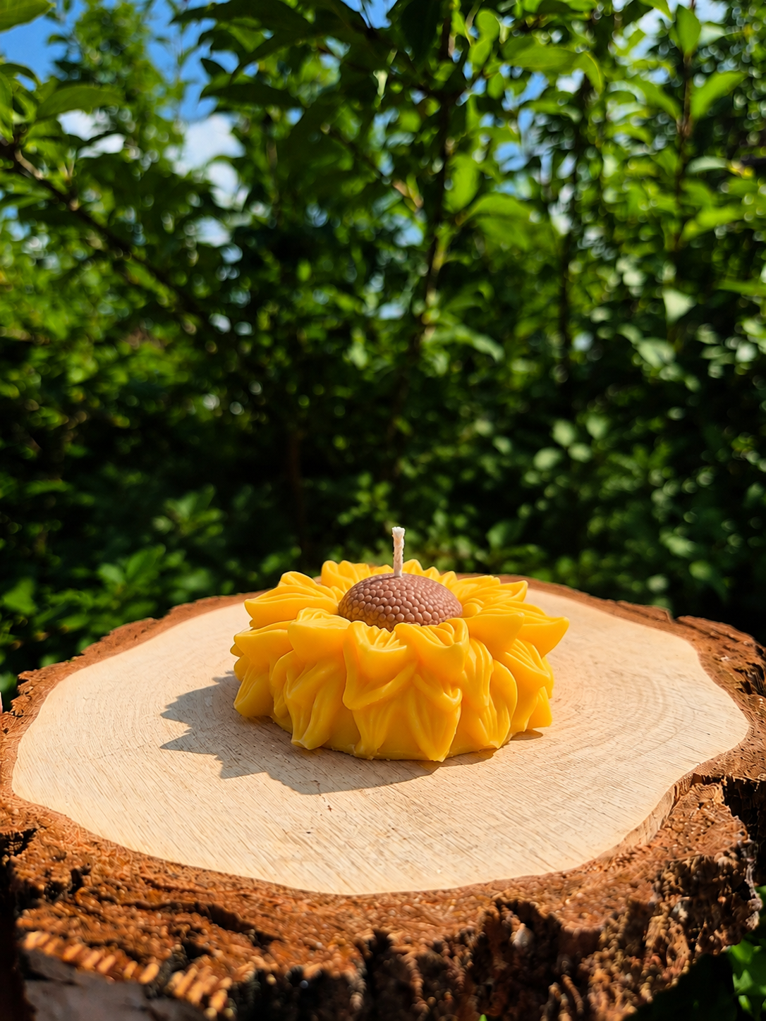 Große Sonnenblume